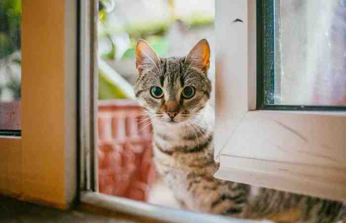 5 Harga Makanan Kucing Kampung Yang Paling Murah